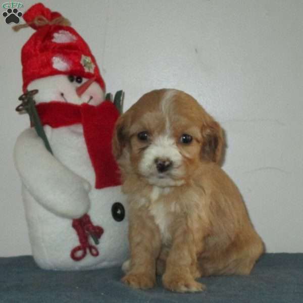 Zippy, Cavalier King Charles Mix Puppy